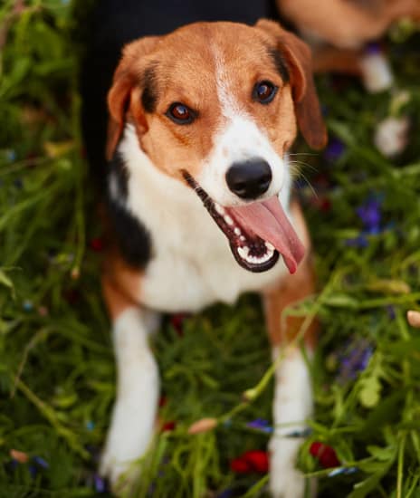 happy-dog-1-free-img-1-2.jpg